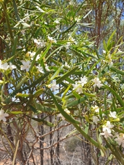Myoporum platycarpum