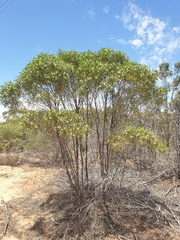 Myoporum platycarpum