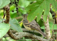 Knipolegus poecilurus