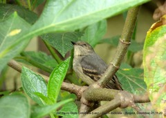 Knipolegus poecilurus
