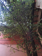 Garcinia brasiliensis