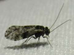 Loensia moesta