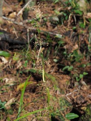 Rhynchospora miliacea
