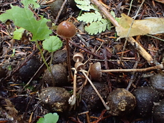 Deconica angustispora