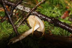 Thaxterogaster occidentalis