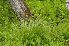 Carex cusickii