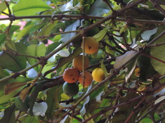 Garcinia brasiliensis