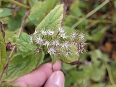 Conoclinium coelestinum