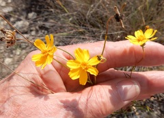 Thelesperma simplicifolium