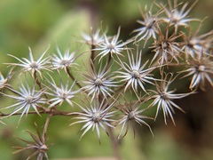 Conoclinium coelestinum