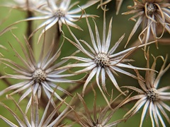 Conoclinium coelestinum