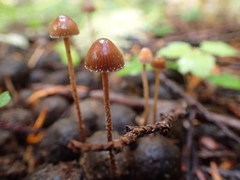 Deconica angustispora