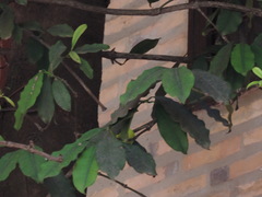 Garcinia brasiliensis