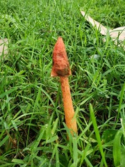 Phallus