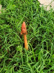 Phallus