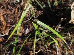 Rhynchospora miliacea