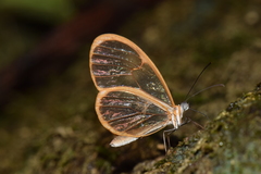 Pteronymia rufocincta
