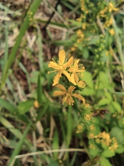 Agrimonia pilosa