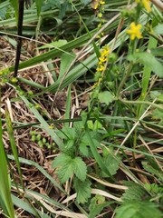Agrimonia pilosa