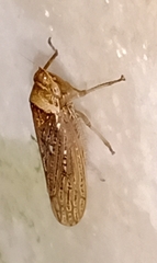 Sordana sordida