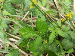 Agrimonia pilosa