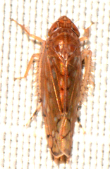 Osbornellus consors
