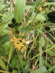 Agrimonia pilosa