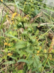Agrimonia pilosa