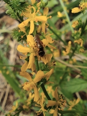 Agrimonia pilosa
