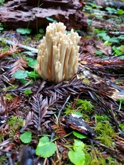 Ramaria acrisiccescens