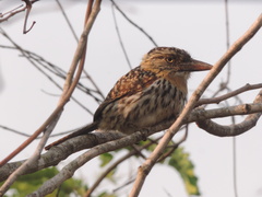 Nystalus maculatus