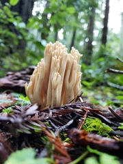 Ramaria acrisiccescens
