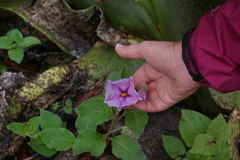 Lycianthes moziniana