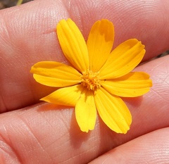 Thelesperma simplicifolium