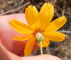 Thelesperma simplicifolium