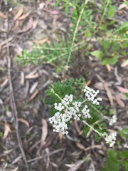 Ozothamnus cuneifolius