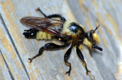 Laphria grossa