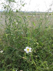 Kosteletzkya depressa