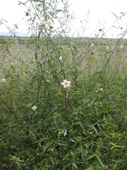 Kosteletzkya depressa