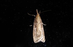 Eudonia octophora