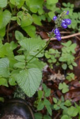 Salvia prunelloides