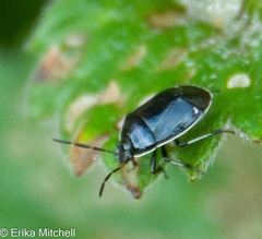 Sehirus cinctus albonotatus