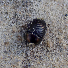 Geotrupes blackburnii