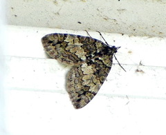 Hydriomena transfigurata