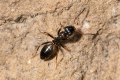 Opisthopsis respiciens