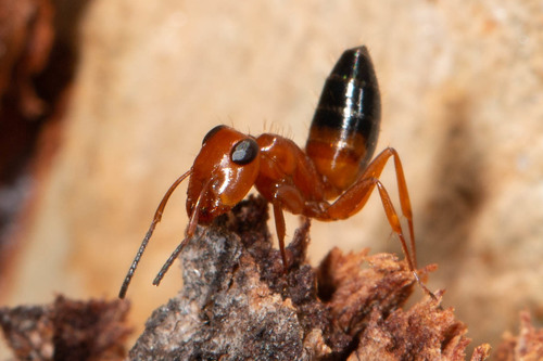 Opisthopsis majorOpisthopsis major