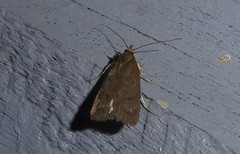 Phaeosaces apocrypta