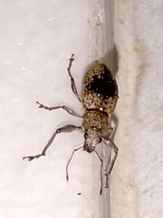 Naupactus versatilis