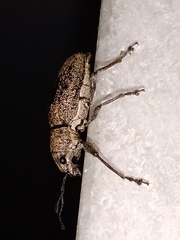 Naupactus versatilis