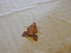 Trichromia flavoroseus